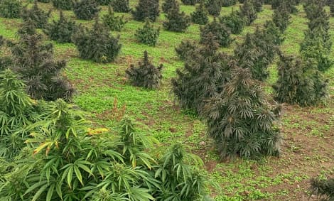 Hemp farm IMG Mask