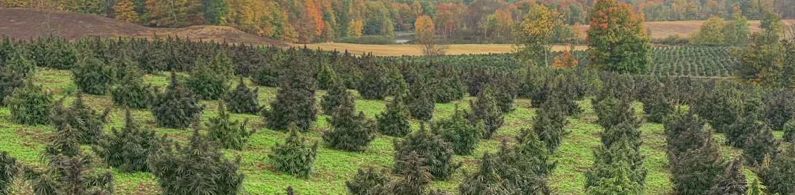 hemp-farm hemp-farm