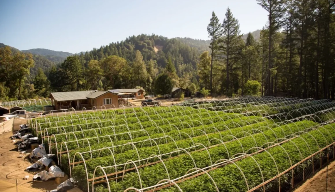 hemp-farming