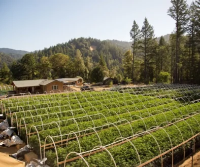 hemp-farming