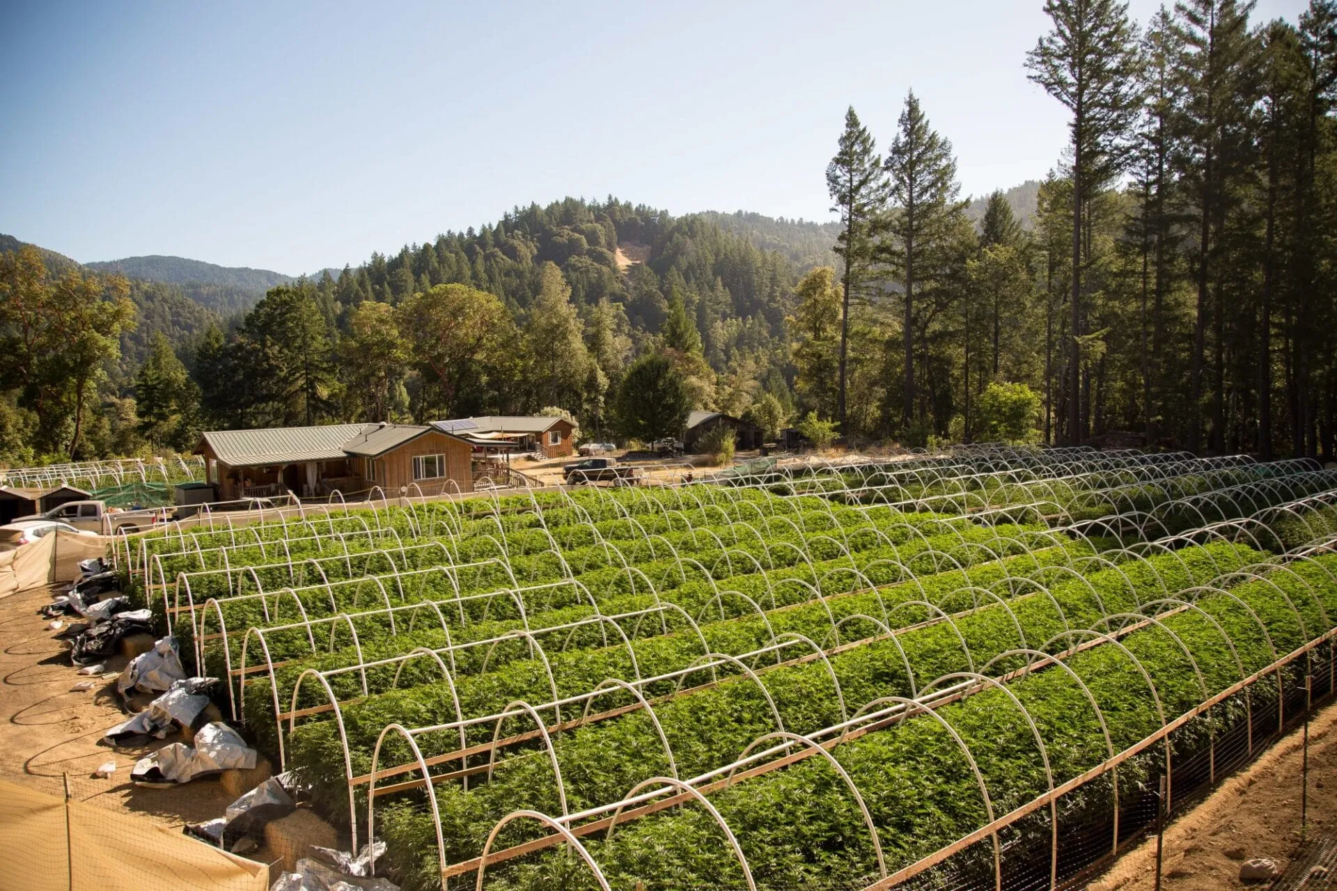 hemp-farming
